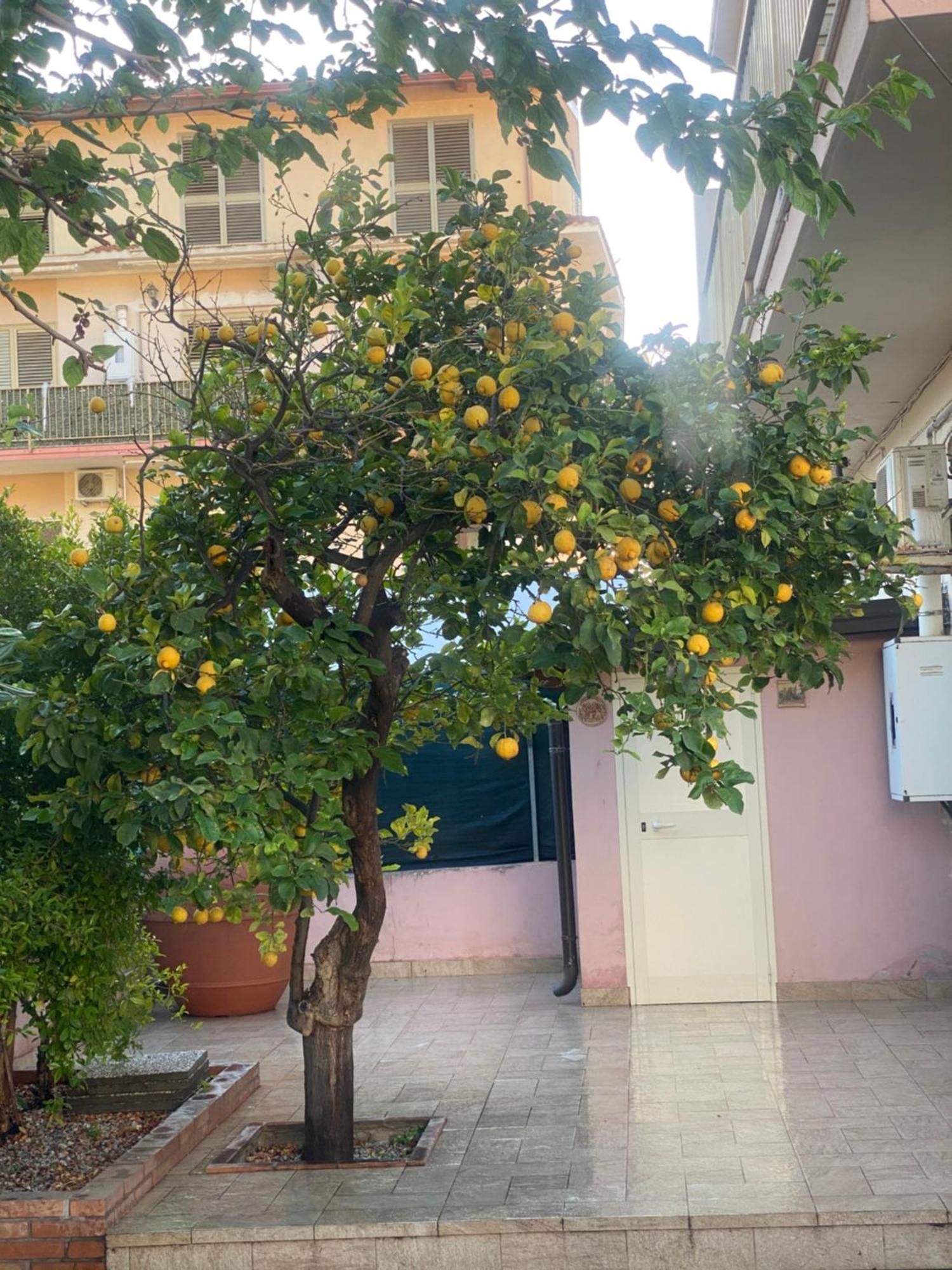 הוילה L'Albero Di Limoni Sul Mare Di Pizzo מראה חיצוני תמונה