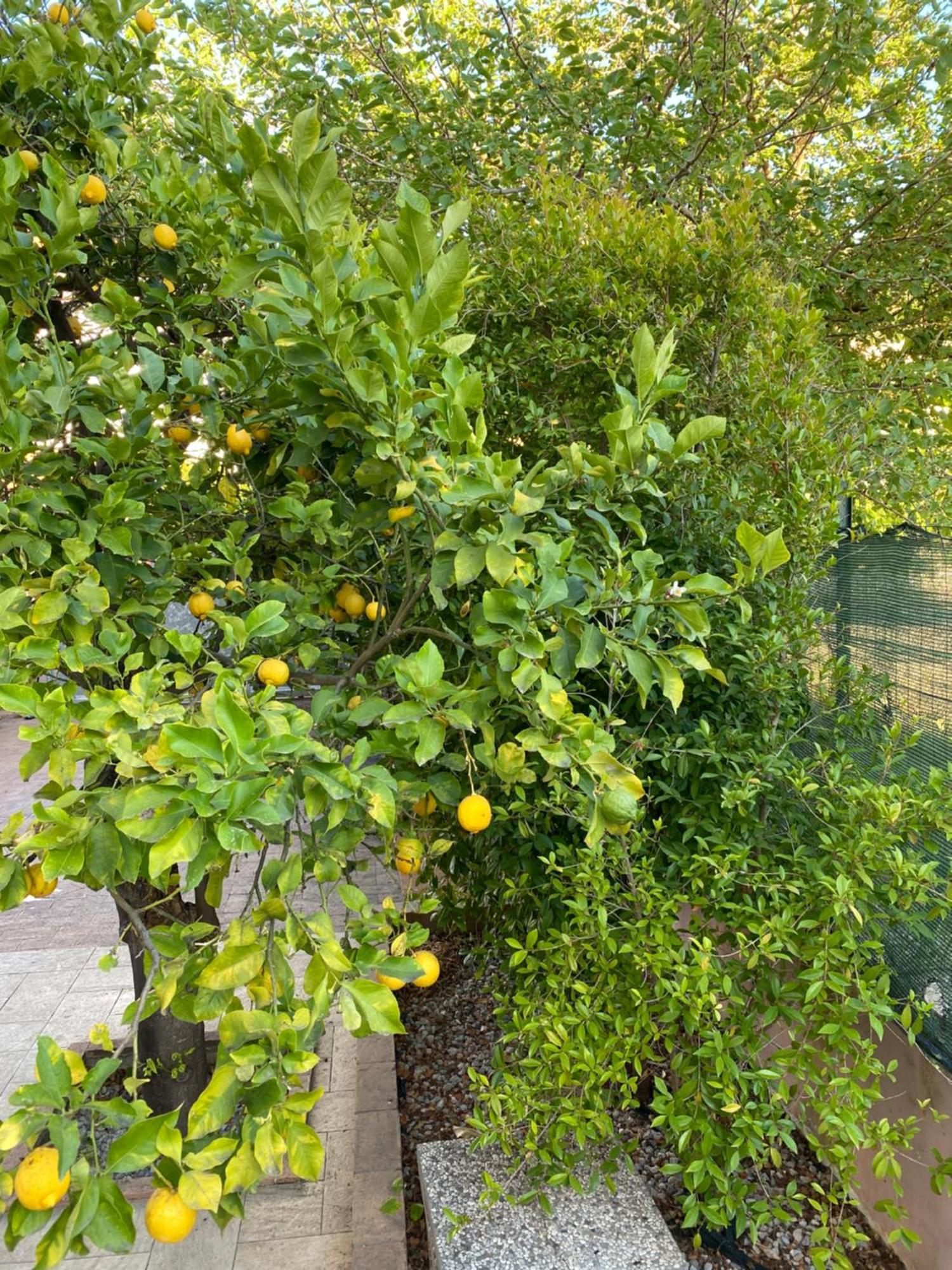 הוילה L'Albero Di Limoni Sul Mare Di Pizzo מראה חיצוני תמונה